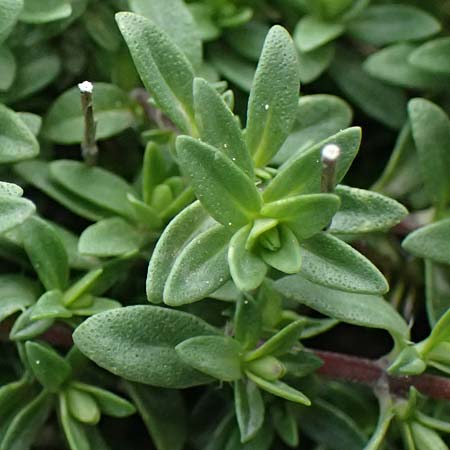 Thymus longicaulis subsp. chaubardii \ Chaubards Thymian / Chaubard's Thyme, GR Peloponnes, Taygetos 27.5.2024