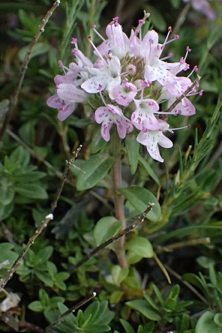 Thymus longicaulis subsp. chaubardii \ Chaubards Thymian / Chaubard's Thyme, GR Peloponnes, Taygetos 27.5.2024