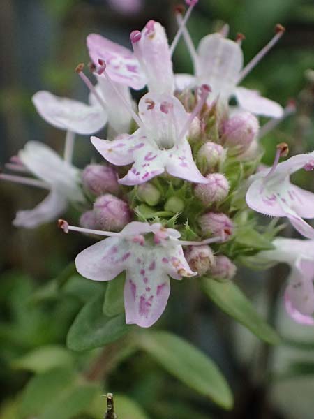 Thymus longicaulis subsp. chaubardii \ Chaubards Thymian / Chaubard's Thyme, GR Peloponnes, Taygetos 27.5.2024