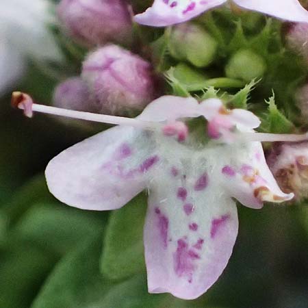 Thymus longicaulis subsp. chaubardii \ Chaubards Thymian / Chaubard's Thyme, GR Peloponnes, Taygetos 27.5.2024
