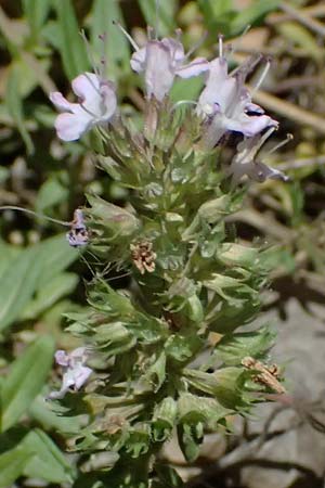 Thymus longicaulis \ Kaskaden-Thymian, Langst�ngeliger Thymian / Thyme, GR Peloponnes, Chelmos, Limni Doxa 22.5.2024