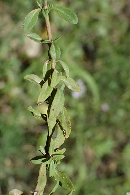Thymus longicaulis \ Kaskaden-Thymian, Langst�ngeliger Thymian / Thyme, GR Peloponnes, Chelmos, Limni Doxa 22.5.2024