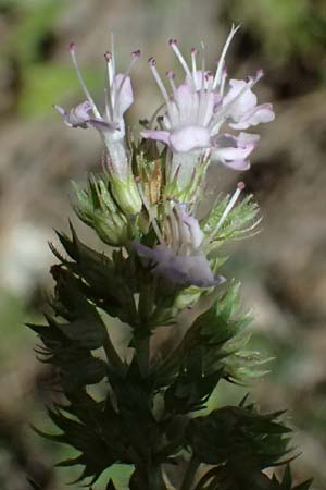Thymus longicaulis \ Kaskaden-Thymian, Langst�ngeliger Thymian / Thyme, GR Peloponnes, Chelmos, Limni Doxa 22.5.2024