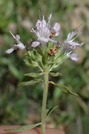 Thymus longicaulis \ Kaskaden-Thymian, Langst�ngeliger Thymian / Thyme, GR Peloponnes, Chelmos, Limni Doxa 22.5.2024