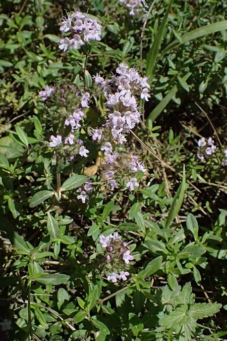 Thymus longicaulis \ Kaskaden-Thymian, Langst�ngeliger Thymian / Thyme, GR Peloponnes, Chelmos, Limni Doxa 22.5.2024