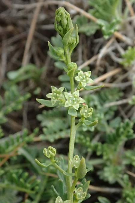 Thesium parnassi \ Parnass-Bergflachs / Parnassus Bastard Toadflax, GR Peloponnes, Chelmos 18.5.2024
