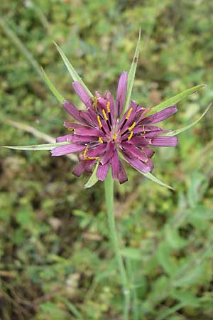 Tragopogon porrifolius subsp. eriospermus / Wooly-Seeded Salsify, GR Dodoni 14.5.2008