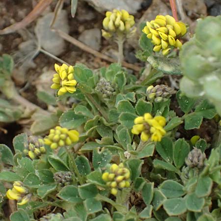 Medicago lupulina \ Hopfenklee, Hopfen-Luzerne / Black Medick, GR Peloponnes, Chelmos 18.5.2024