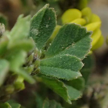 Medicago lupulina \ Hopfenklee, Hopfen-Luzerne / Black Medick, GR Peloponnes, Chelmos 18.5.2024
