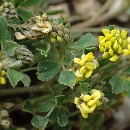 Medicago lupulina \ Hopfenklee, Hopfen-Luzerne / Black Medick, GR Peloponnes, Chelmos 18.5.2024
