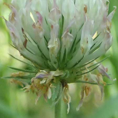 Trifolium leucanthum \ Fahlbl�tiger Klee / Pale-Flowered Clover, GR Peloponnes, Chelmos, Klitoria 23.5.2024