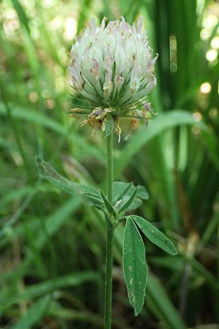 Trifolium leucanthum \ Fahlbl�tiger Klee / Pale-Flowered Clover, GR Peloponnes, Chelmos, Klitoria 23.5.2024