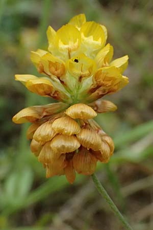 Trifolium campestre \ Gelber Acker-Klee, Feld-Klee / Hop Trefoil, GR Peloponnes, Taygetos 27.5.2024