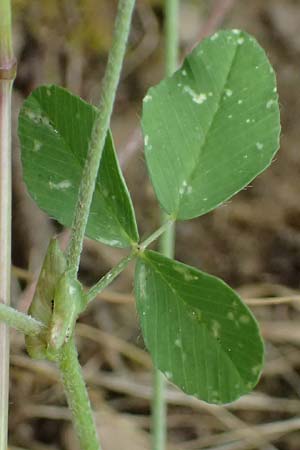 Trifolium campestre \ Gelber Acker-Klee, Feld-Klee / Hop Trefoil, GR Peloponnes, Taygetos 27.5.2024