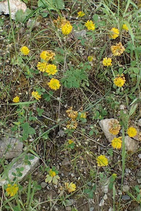 Trifolium campestre \ Gelber Acker-Klee, Feld-Klee / Hop Trefoil, GR Peloponnes, Taygetos 27.5.2024