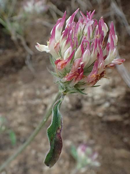 Trifolium stellatum \ Stern-Klee / Starry Clover, GR Peloponnes, Taygetos 27.5.2024