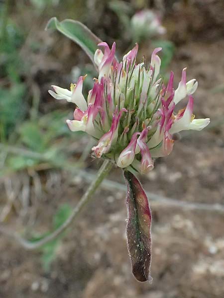 Trifolium stellatum \ Stern-Klee / Starry Clover, GR Peloponnes, Taygetos 27.5.2024