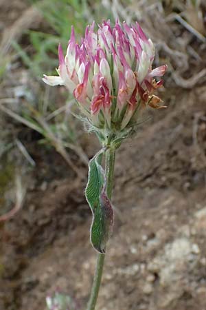 Trifolium stellatum \ Stern-Klee / Starry Clover, GR Peloponnes, Taygetos 27.5.2024