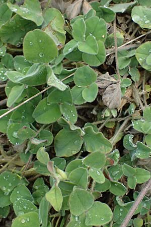 Trifolium stellatum \ Stern-Klee / Starry Clover, GR Peloponnes, Taygetos 27.5.2024