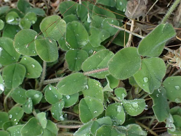 Trifolium stellatum \ Stern-Klee / Starry Clover, GR Peloponnes, Taygetos 27.5.2024