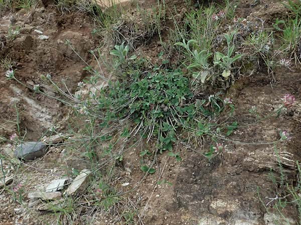 Trifolium stellatum \ Stern-Klee / Starry Clover, GR Peloponnes, Taygetos 27.5.2024