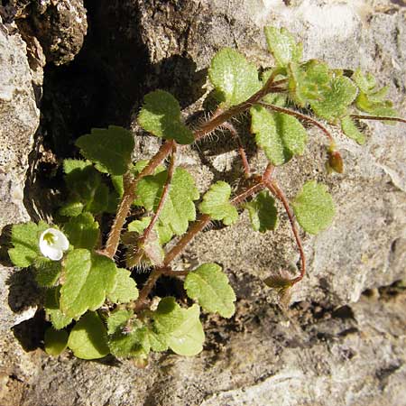 Veronica cymbalaria \ Zymbelkraut-Ehrenpreis / Cymbalaria-Leaved Speedwell, GR Peloponnes, Andritsena 28.3.2013
