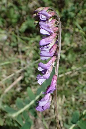 Vicia cracca \ Vogel-Wicke / Tufted Vetch, GR Peloponnes, Saitas 19.5.2024