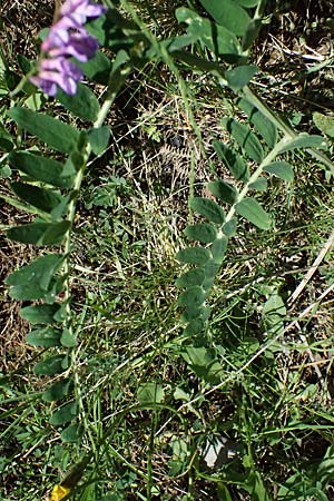 Vicia cracca \ Vogel-Wicke / Tufted Vetch, GR Peloponnes, Saitas 19.5.2024