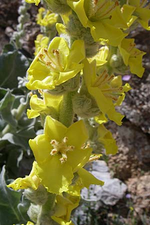 Verbascum undulatum \ Feinwellige Knigskerze / Wavy-Leaf Mullein, GR Parnitha 22.5.2008