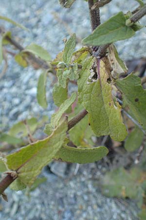 Verbascum sinuatum \ Gewelltblttrige Knigskerze / Wavyleaf Mullein, GR Euboea (Evia), Kerasia 27.8.2017
