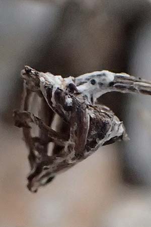 Senecio thapsoides \ K&ouml;nigskerzen-Greiskraut / Verbascum-Like Ragwort, GR Peloponnes, Chelmos 18.5.2024