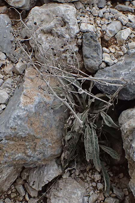 Senecio thapsoides \ K&ouml;nigskerzen-Greiskraut / Verbascum-Like Ragwort, GR Peloponnes, Chelmos 18.5.2024