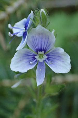 Veronica chamaedrys subsp. chamaedryoides \ Gamanderhnlicher Ehrenpreis / Germander-Like Speedwell, GR Peloponnes, Saitas 22.5.2024