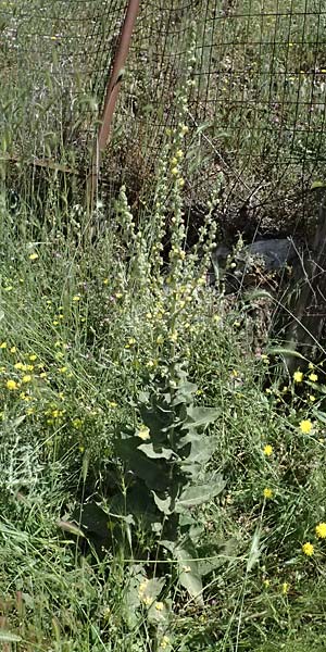 Verbascum macrurum \ Groschwnzige Knigskerze / Mullein, GR Peloponnes, Kalavryta 23.5.2024