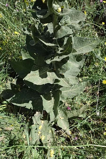 Verbascum macrurum \ Groschwnzige Knigskerze / Mullein, GR Peloponnes, Kalavryta 23.5.2024