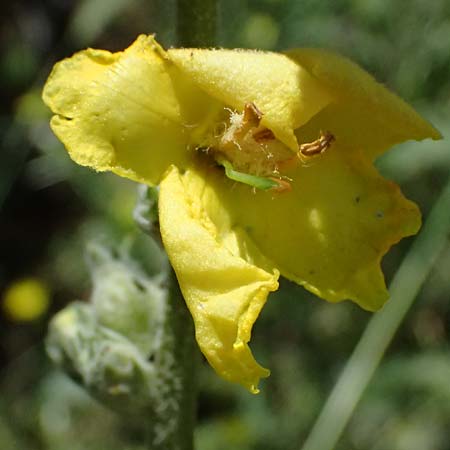 Verbascum macrurum \ Groschwnzige Knigskerze / Mullein, GR Peloponnes, Kalavryta 23.5.2024