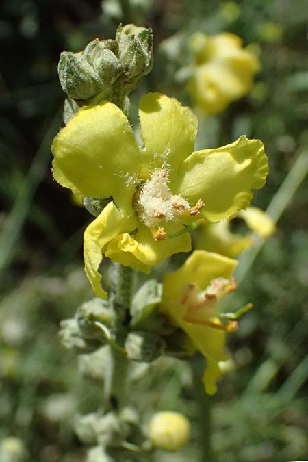 Verbascum macrurum \ Groschwnzige Knigskerze / Mullein, GR Peloponnes, Kalavryta 23.5.2024
