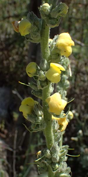 Verbascum macrurum \ Groschwnzige Knigskerze / Mullein, GR Peloponnes, Kalavryta 23.5.2024