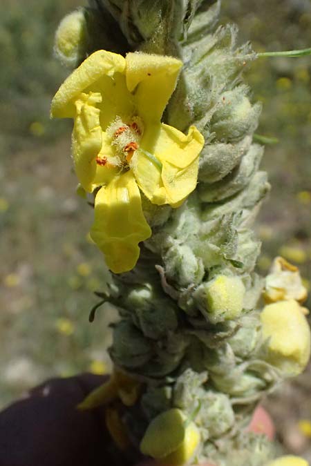 Verbascum macrurum \ Groschwnzige Knigskerze / Mullein, GR Peloponnes, Kalavryta 23.5.2024