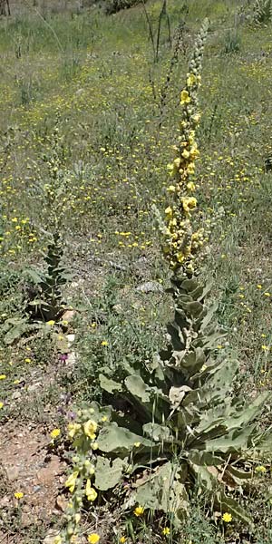 Verbascum macrurum \ Groschwnzige Knigskerze / Mullein, GR Peloponnes, Kalavryta 23.5.2024