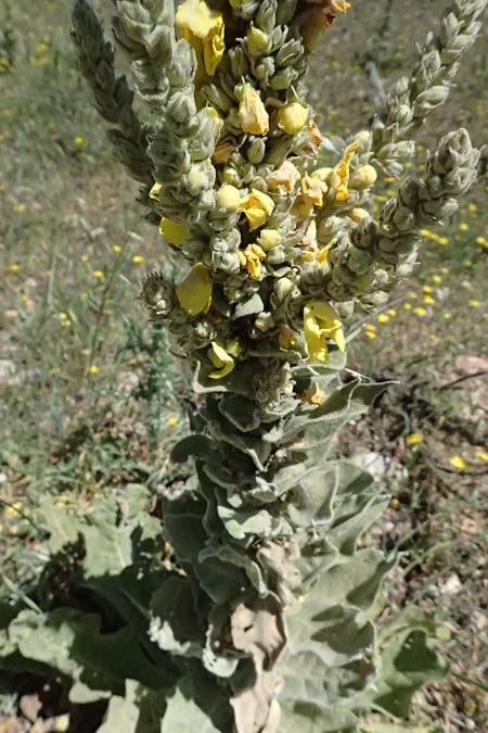 Verbascum macrurum \ Groschwnzige Knigskerze / Mullein, GR Peloponnes, Kalavryta 23.5.2024