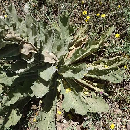 Verbascum macrurum \ Groschwnzige Knigskerze / Mullein, GR Peloponnes, Kalavryta 23.5.2024