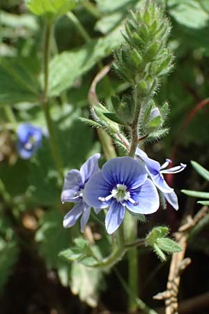 Veronica chamaedrys subsp. chamaedryoides \ Gamanderhnlicher Ehrenpreis / Germander-Like Speedwell, GR Peloponnes, Saitas 19.5.2024