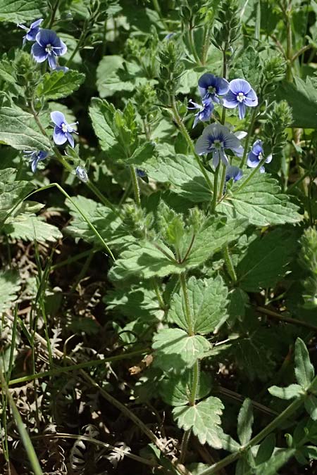 Veronica chamaedrys subsp. chamaedryoides \ Gamanderhnlicher Ehrenpreis / Germander-Like Speedwell, GR Peloponnes, Saitas 19.5.2024