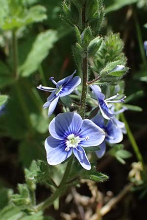 Veronica chamaedrys subsp. chamaedryoides \ Gamanderhnlicher Ehrenpreis / Germander-Like Speedwell, GR Peloponnes, Saitas 19.5.2024
