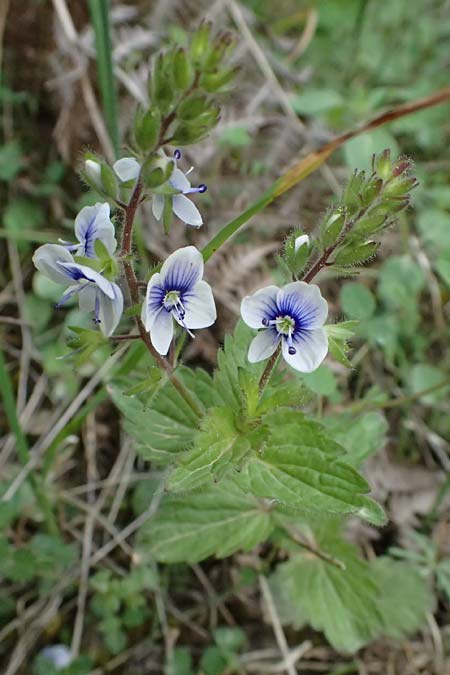 Veronica chamaedrys subsp. chamaedryoides \ Gamanderhnlicher Ehrenpreis / Germander-Like Speedwell, GR Peloponnes, Saitas 19.5.2024