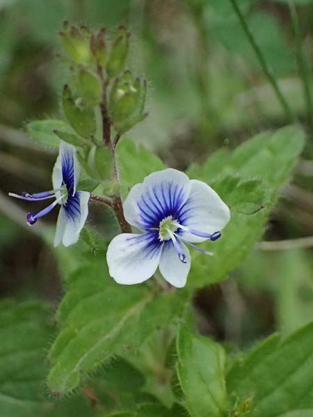 Veronica chamaedrys subsp. chamaedryoides \ Gamanderhnlicher Ehrenpreis / Germander-Like Speedwell, GR Peloponnes, Saitas 19.5.2024