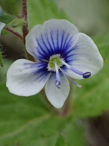 Veronica chamaedrys subsp. chamaedryoides \ Gamanderhnlicher Ehrenpreis / Germander-Like Speedwell, GR Peloponnes, Saitas 19.5.2024