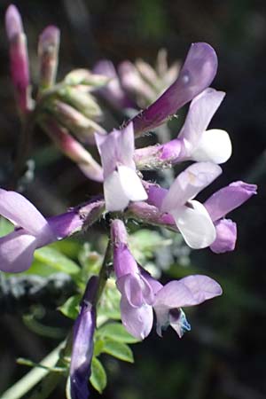Vicia villosa subsp. microphylla \ Kleinbl&auml;ttige Wicke / Small-Leaved Fodder Vetch, GR Hymettos 11.4.2024