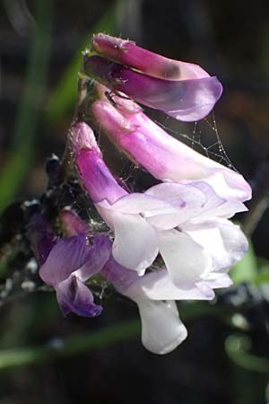 Vicia villosa subsp. microphylla \ Kleinbl&auml;ttige Wicke / Small-Leaved Fodder Vetch, GR Hymettos 11.4.2024